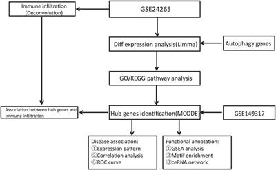 The use of multiple datasets to identify autophagy-related molecular mechanisms in intracerebral hemorrhage